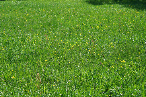 Meadow at the edge of the forest vegetattion with lush green grass and colorful flowers