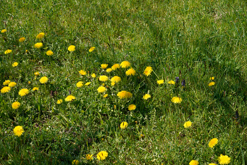 Dandelion flowers. In the background the flowers out of focus are open.