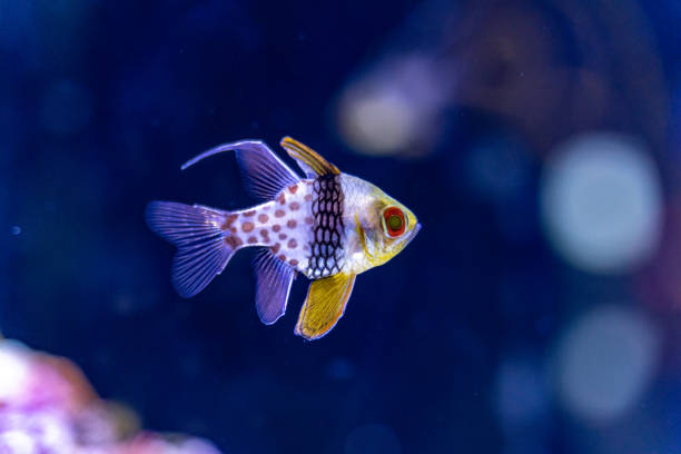 istock cardinal fish in an aquarium 1474794276