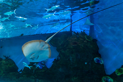 The stingray fish in the aquarium