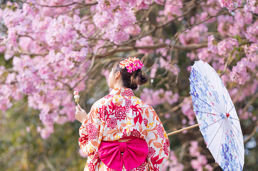 Back of Japanese woman in traditional kimono dress holding umbrella and sweet hanami dango dessert while walking in the park at cherry blossom tree during the spring sakura festival