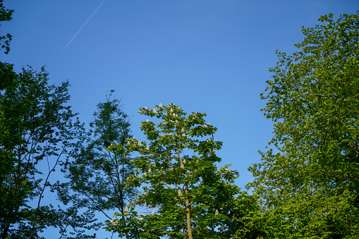 green leaves of a tree against the blue sky, spring background and Colorful background.