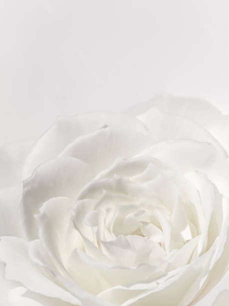 istock Beautiful rose flower isolated on white background. Soft focus 1474794998