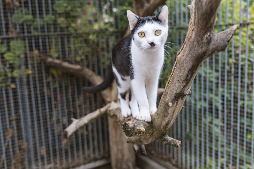 black and white cat standing on branch looking into camera