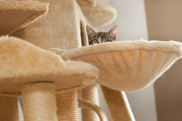 Chat assis dans un creux moelleux confortable - Photo