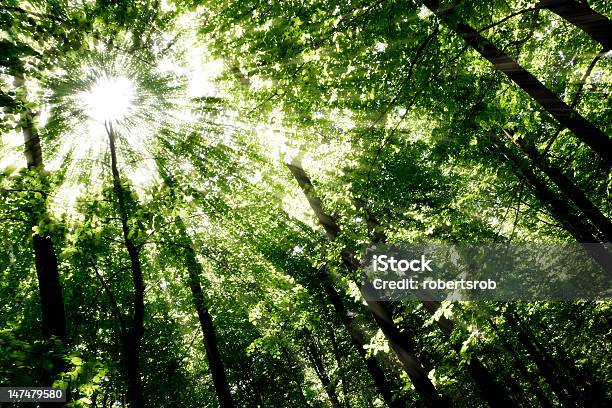 Forest Stock Photo - Download Image Now - Backgrounds, Below, Branch - Plant Part