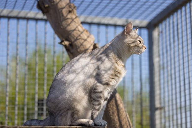 cat at outdoor cage at animal shelter looking loningly out