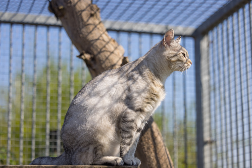 cat at outdoor cage at animal shelter looking loningly out