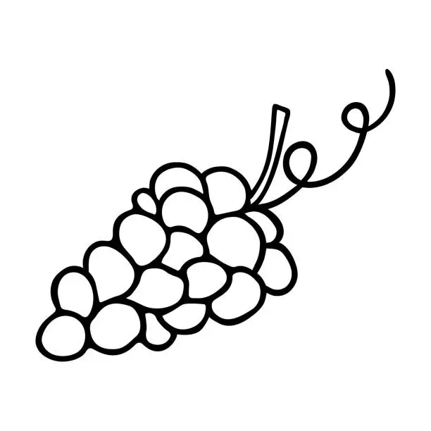 Vector illustration of Grape doodle, cooking nutrient. Hand-drawn sweet fruit, proper eating, healthy diet. Sketch, minimalism, line art.