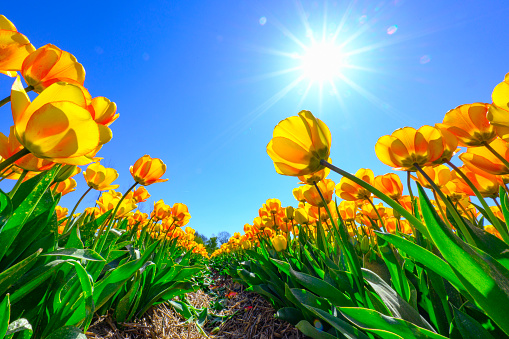 Yellow Tulips growing in a field during a beautiful springtime day in the Noordoostpolder in Flevoland, The Netherlands. Low angle view with a blue sky above the tulip field.