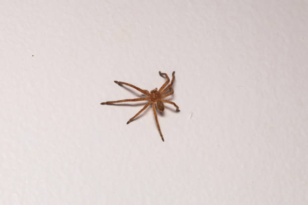 spider en la pared - white animal eye arachnid australia fotografías e imágenes de stock