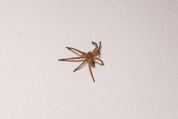 spider on the wall - white animal eye arachnid australia imagens e fotografias de stock