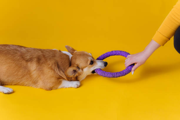 istock Adorable cute Welsh Corgi Pembroke posing and playing with puller on yellow studio background. Most popular breed of Dog 1474796215