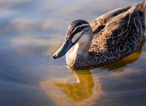 The common Pacific Black Duck during sunset hours in a lake