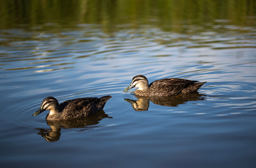 two pacific black ducks in a blue lake with the reflection of green trees in the background