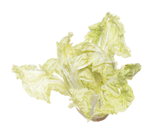 istock Chinese Cabbage fly in mid air, green fresh vegetable chinese cabbage falling leaf. Organic fresh vegetable with eaten leaf of chinese cabbage, close up texture. White background isolated freeze 1474796429