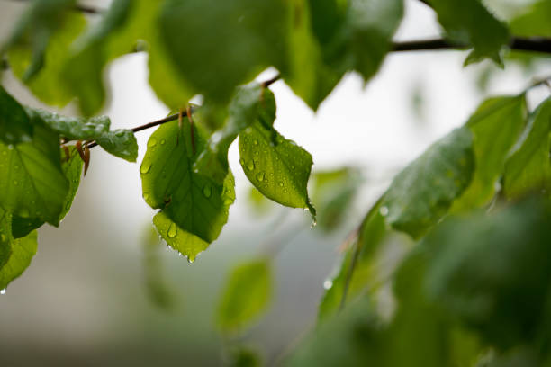 istock Raindrops on the leaves of a tree in spring 1474797145
