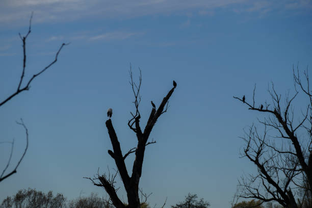 bird wildlife cormorant sitting on an old tree at the danube