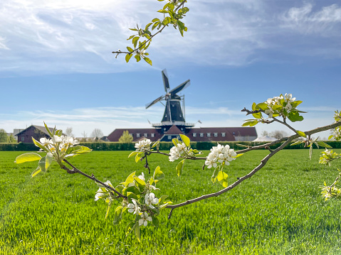 Springtime in Holland background photo with blossom and a windmill in the Dutch Betuwe area during a beautiful spring day.