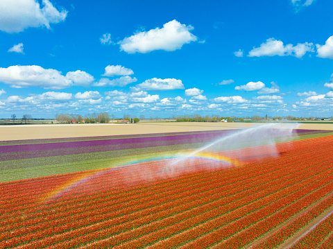 Tulips growing in an agricultural field in rows with an agricultural irrigation sprinkler gun spraying water over the flowers in Flevoland, The Netherlands, during springtime seen from above during a beautiful spring afternoon. Flowers are one of the main export products in the Netherlands and especially tulips and tulip bulbs.