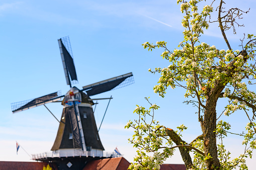 Springtime in Holland background photo with blossom and a windmill in the Dutch Betuwe area during a beautiful spring day.