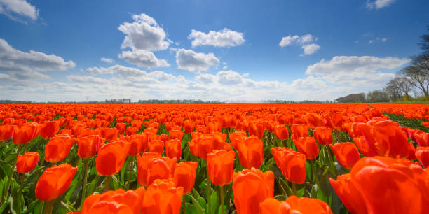 istock Tulips growing in agricutlural fields during springtime 1474797529