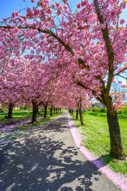 istock Pink Cherry blossom in full bloom on Cherry trees during springtime 1474797614