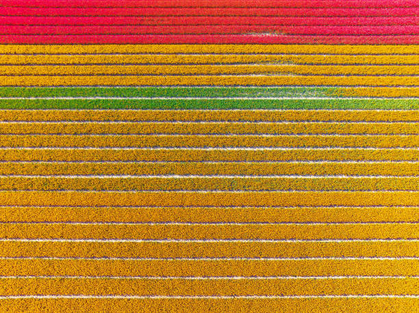 istock Tulips growing in agricultural fields with wind turbines in the background during springtime seen from above 1474797648