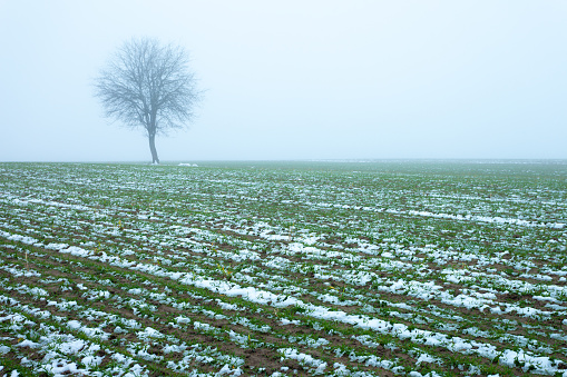 Winter grain and a lonely tree in the fog, eastern Poland