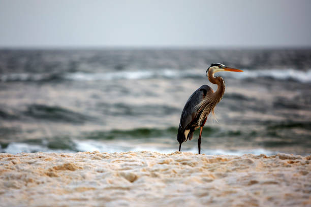 istock Great Blue Heron stands on the beach 1474797865