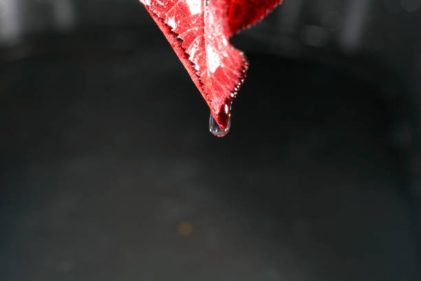Raindrops on the leaves of a tree in early spring