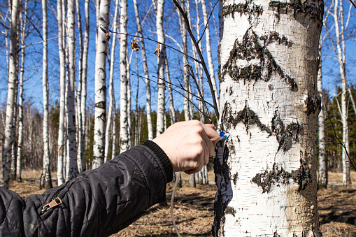 a village man collects birch sap in early spring in order to improve his health and resell it to hucksters