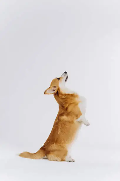 Photo of Adorable cute Welsh Corgi Pembroke stands on its hind legs on white studio background. Most popular breed of Dog