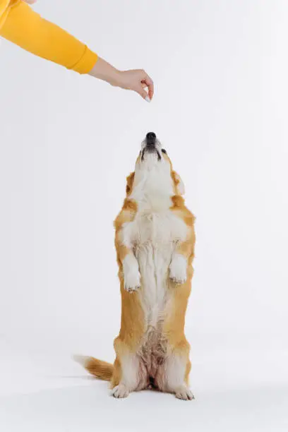 Photo of Adorable cute Welsh Corgi Pembroke stands on its hind legs on white studio background. Most popular breed of Dog