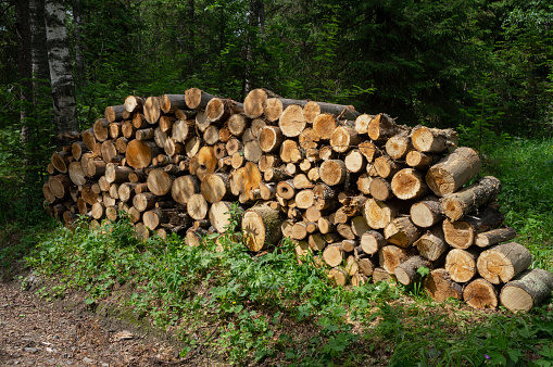 Log spruce trunks pile. Sawn trees from the forest. Logging timber wood industry. Cut trees along a road prepared for removal, Panorama