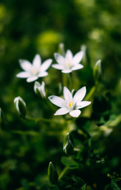 istock White Flowers Blooming in the Meadow in Spring 1474800354