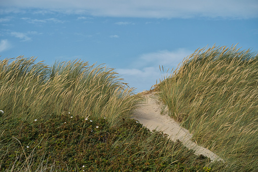 Sand dune overgrown with reed