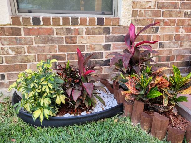 istock Croton Red Sister Ti Plant 1474801221