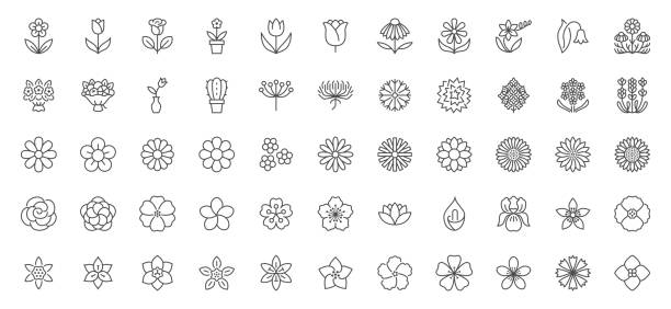 Flowers line icons set. Blooming plants - rose, tulip, daisy bouquet, sunflower, lotus, chamomile, dandelion, chrysanthemum, lily vector illustration. Outline signs for floral shop. Editable Stroke Flowers line icons set. Blooming plants - rose, tulip, daisy bouquet, sunflower, lotus, chamomile, dandelion, chrysanthemum, lily vector illustration. Outline signs for floral shop. Editable Stroke. jasmine flower bouquet stock illustrations