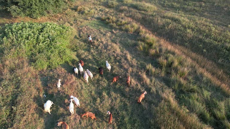 aerial herd of sheep