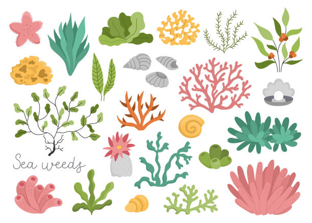 Vector seaweeds set. Sea or ocean plants collection. Flat corals, actinia, luminaria, star, phyllophora, seashells and pearl clip art. Water greenery flat clipart pack Vector seaweeds set. Sea or ocean plants collection. Flat corals, actinia, luminaria, star, phyllophora, seashells and pearl clip art. Water greenery flat clipart pack sea anemone stock illustrations