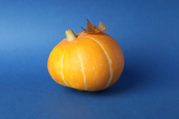 Thanksgiving Day concept with pumpkin on blue background