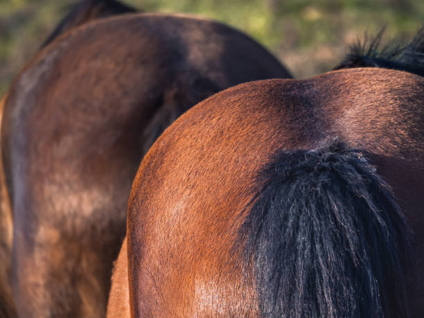 istock Close-up of a brown mare's rump 1474804731