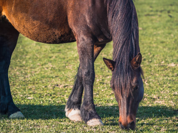 istock Dark brown mare grazing in the pasture and eating grass 1474804934