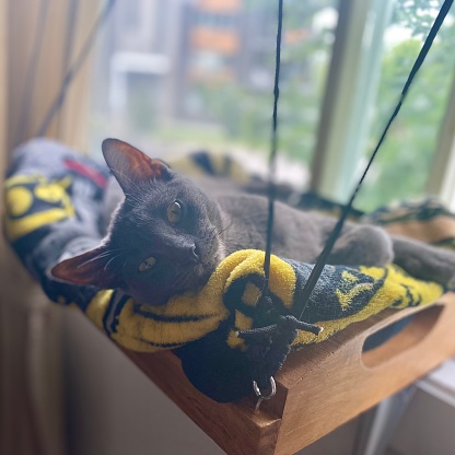 Cat laying on window perch
