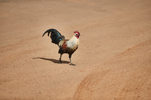 proud rooster crossing a sandy dirt road on Kauai, Hawaii, USA