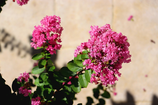 Vibrant pink flowers on Tuscarora Crape Myrtle tree in a garden. Selective focus.