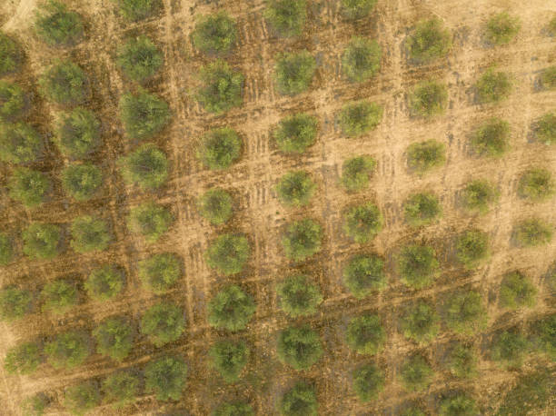 campo de oliveira visto do ar - aerial view mid air farm field - fotografias e filmes do acervo