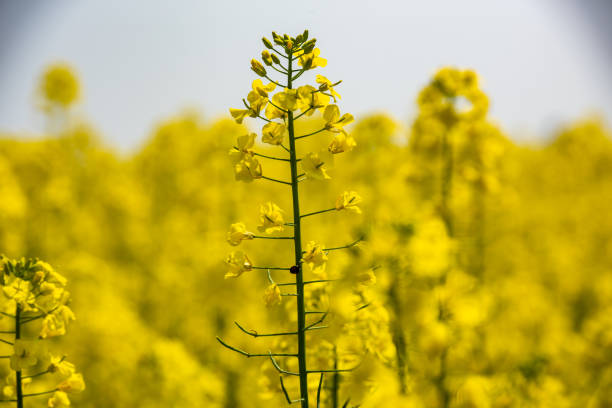istock Rapeseed flowers blooming in spring 1474807803