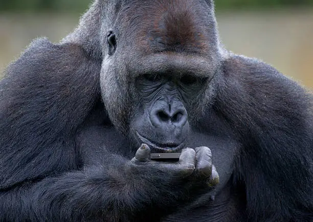 A gorilla looking intensely at an iphone